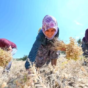 mersinde yerli nohut projesi basariyla devam ediyor SCrZPPVk