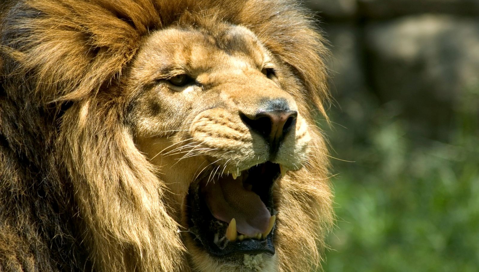 hayvanat bahcesinde feci olum aslanlarin saldirisina ugradi SmVvVbXS