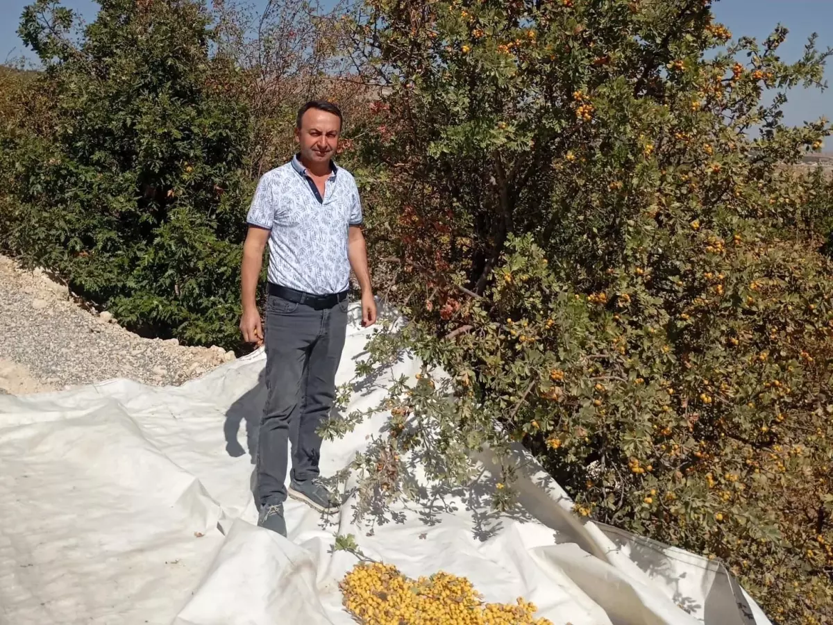 akcadagda alic hasadi devam ediyor CSwivsNG