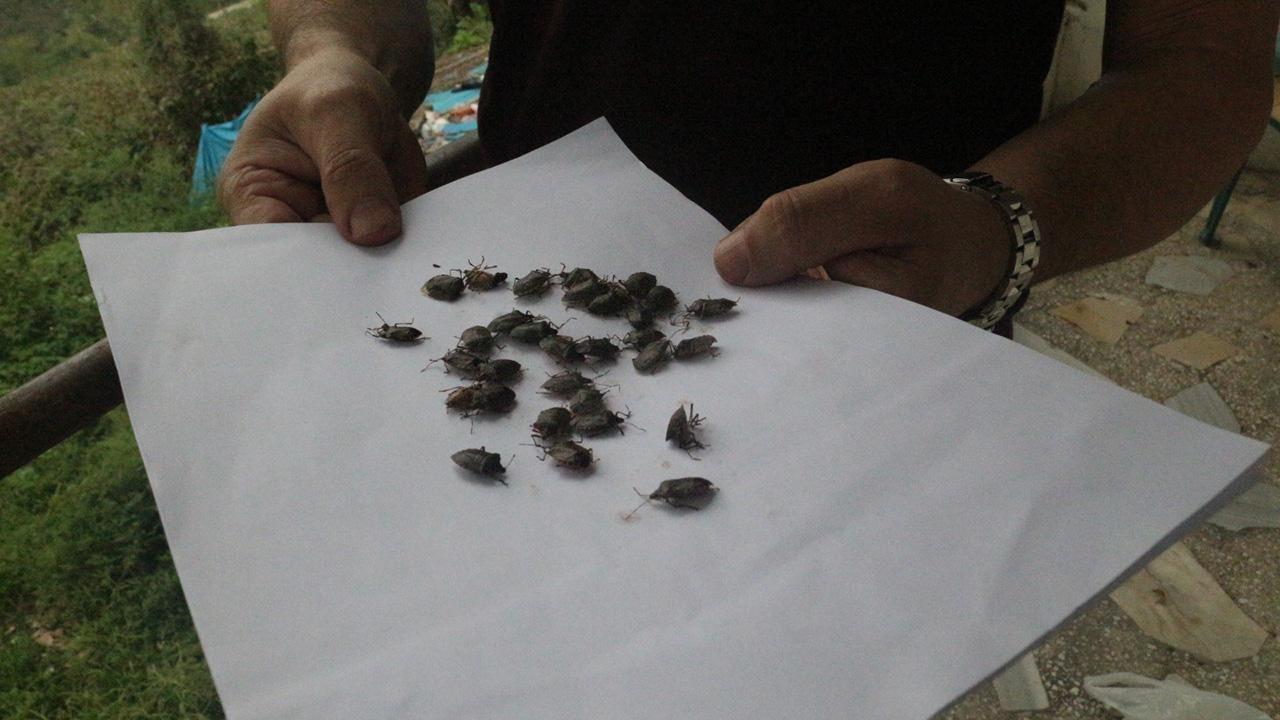 bakanliktan aciklama geldi kokarca alarmi 1 milyondan fazla hane ilaclandi pw8CFS2s