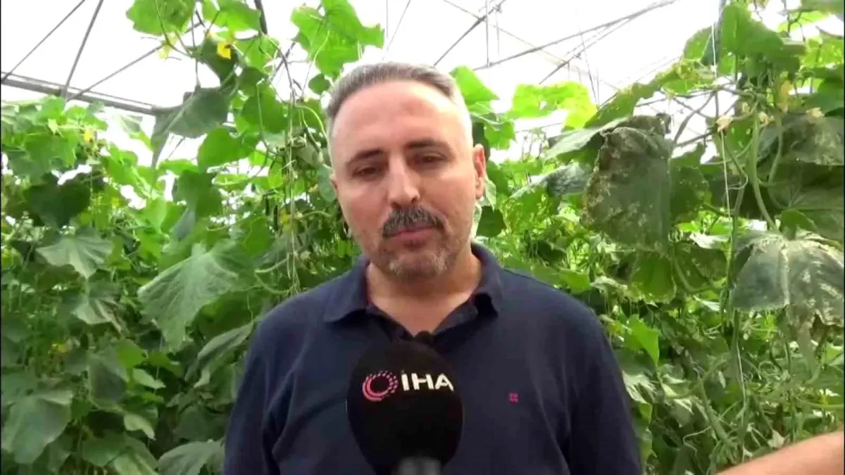 diyarbakirda salatalik serasi kuruldu lvJasR39