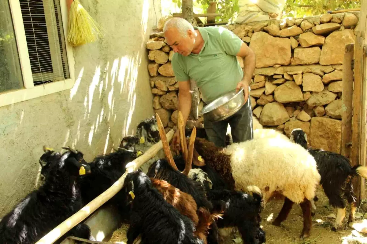 eski hukumlu tahir keskin is kur destegiyle 200 keci surusune ulasti jQ32YYZY.jpg