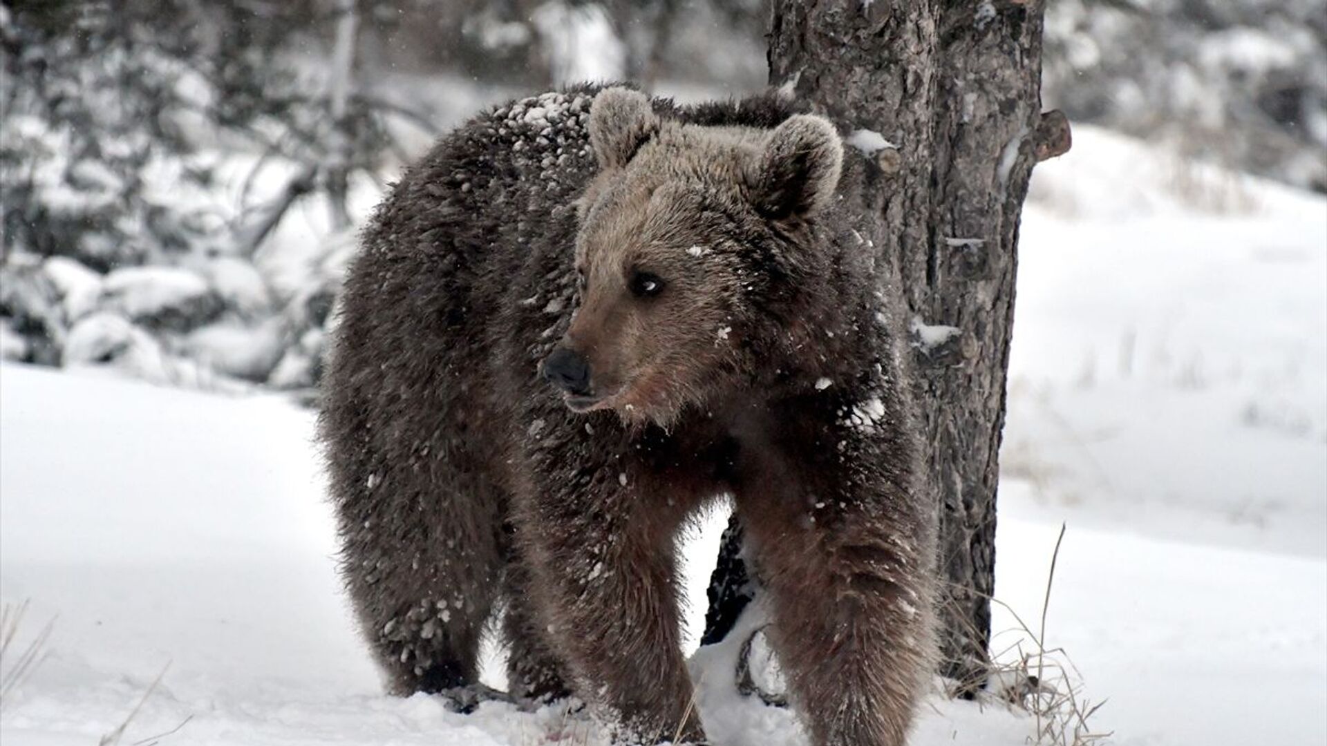 japonyada ayi alarmi vali ordudan yardim istedi qfApfMxA.jpg