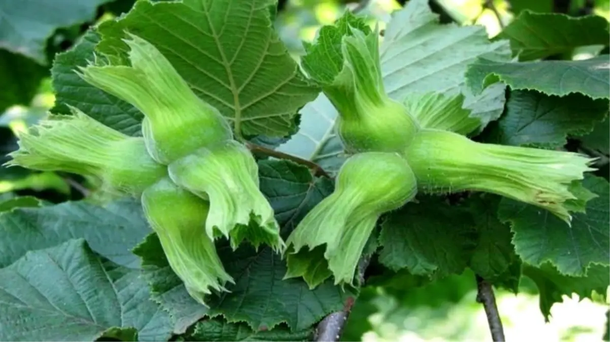 duzceden findik ihracati Y2IT2Pqs.jpg