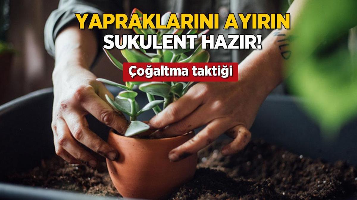 yapraklarini ayirin sukulent cogalsin en kolay yontem buymus Z9HkaTSd.jpg