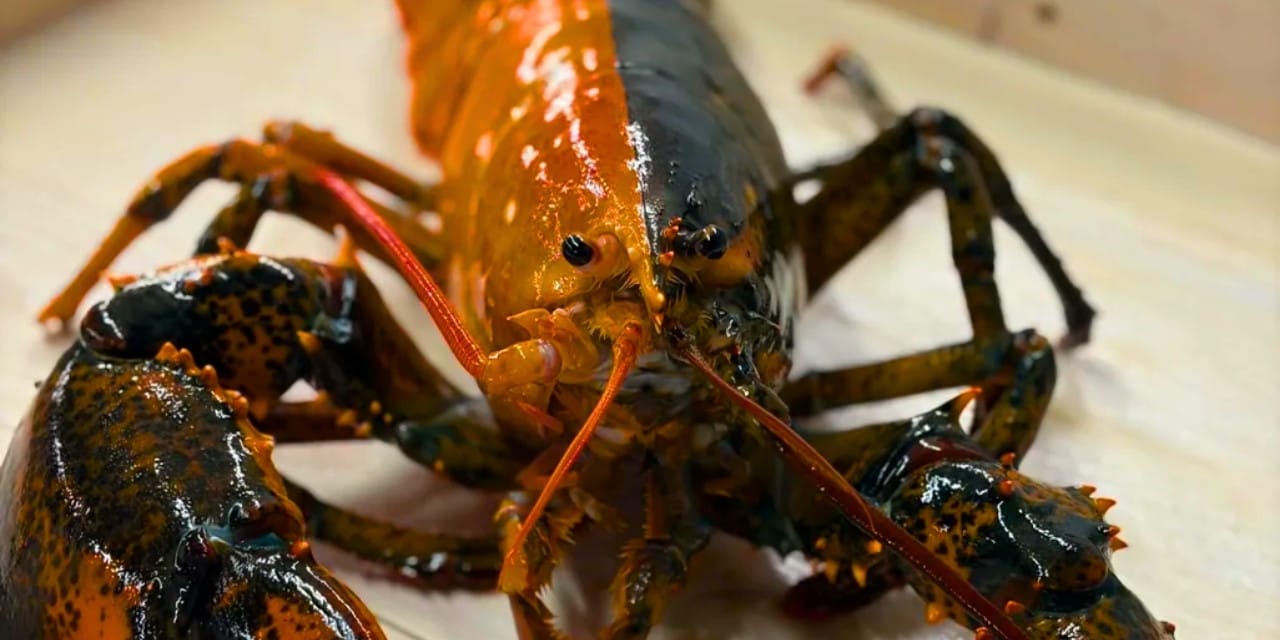 Nadir Görülen Çift Renkli Istakoz, Yemek Olmak Yerine Akvaryuma Kazandırıldı